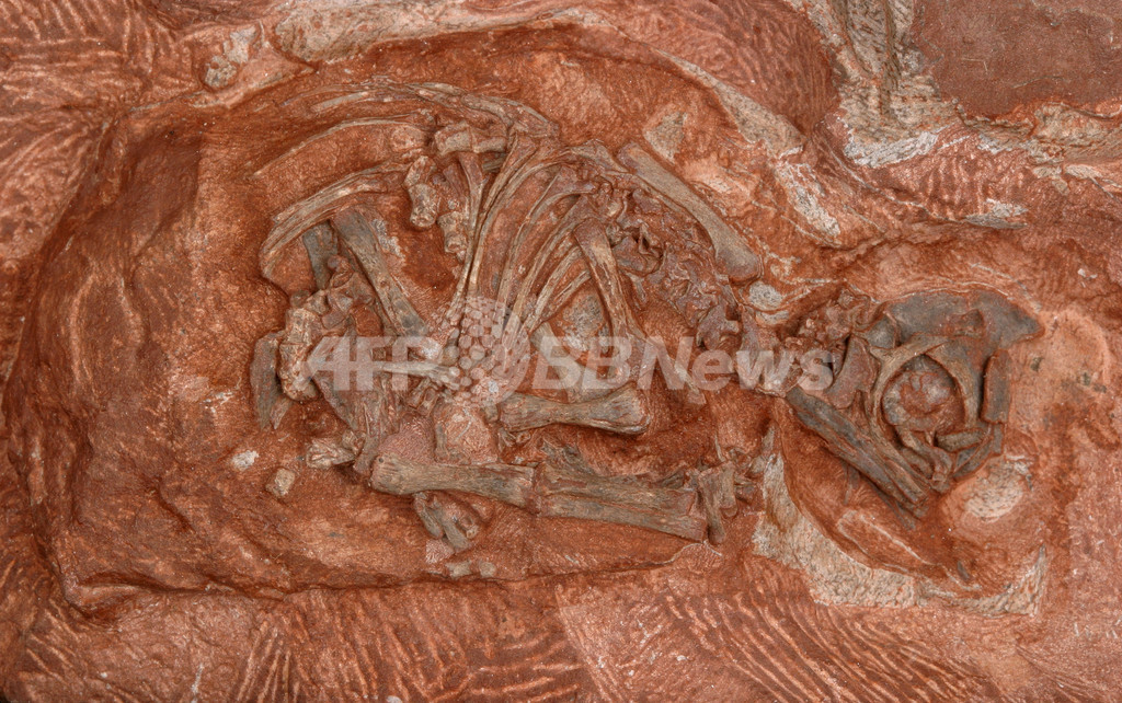 2億年前、恐竜にとって気候変動は不可欠だった