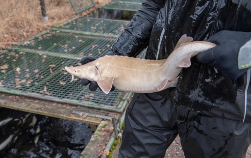 アルプスで生産する白キャビア、高級食材も持続可能に 写真16枚 国際ニュース：AFPBB News