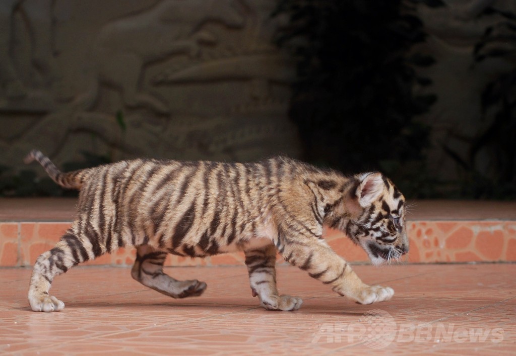 あんよは上手、絶滅危惧種スマトラトラの赤ちゃんお披露目 あんよは上手、絶滅危惧種スマトラトラの赤ちゃんお披露目