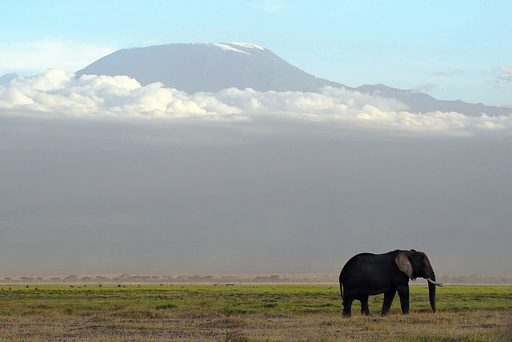 アフリカ有数の巨大ゾウ、密猟で死亡 ケニア 写真2枚 国際ニュース