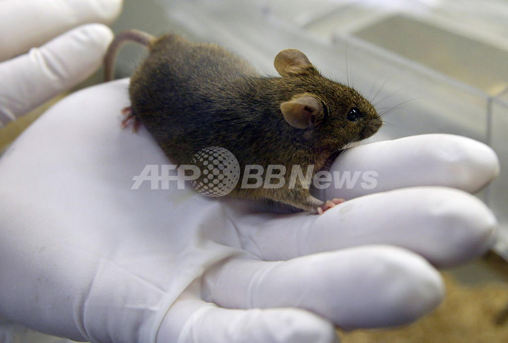 ES細胞培養移植でマウスの視力回復に成功、英研究 ES細胞培養移植でマウスの視力回復に成功、英研究