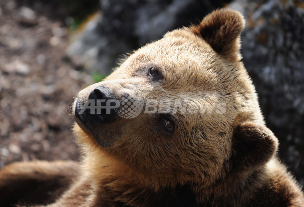 クマ出没で夜間外出禁止に ロシア 写真1枚 国際ニュース Afpbb News