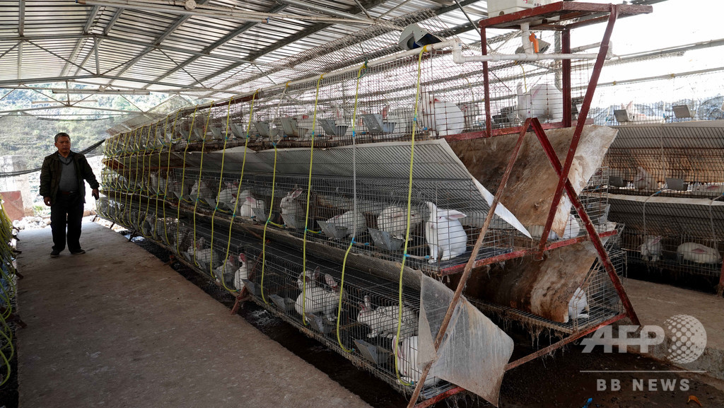野生動物養殖の王国・広西、ヘビ産業の転換とアップグレードへ 野生動物養殖の王国・広西、ヘビ産業の転換とアップグレードへ