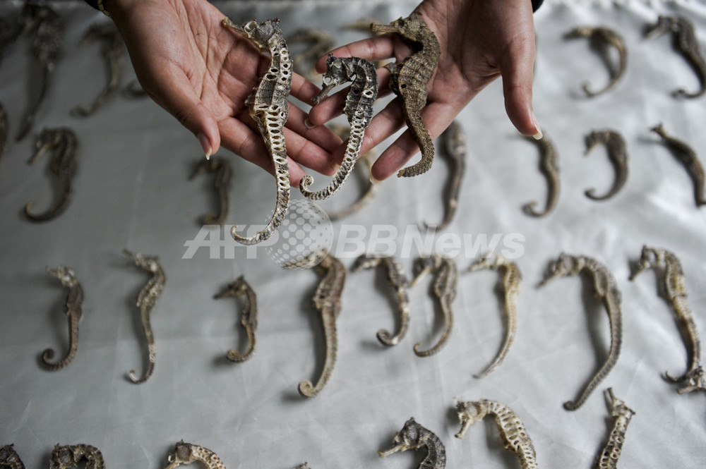 タツノオトシゴ1万6000匹押収 アジアへ密輸寸前 写真5枚 国際ニュース Afpbb News