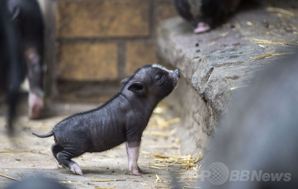 好奇心いっぱい 動き回るブタの赤ちゃん ドイツ 写真4枚 国際ニュース Afpbb News