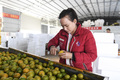 出荷倉庫で果物の検査と選別をする甘有琴さん（2019年12月3日撮影）。(c)Xinhua News 