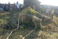 インド北東部アッサム州ゴアルパラで麻酔銃を撃たれ、捕獲されたゾウの「ラディン」（2019年11月11日撮影）。(c)STR / AFP