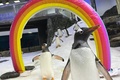 ジェンツーペンギンの雄のスフェン（右）。シー・ライフ・シドニー水族館提供（撮影日不明、2024年8月22日提供）。(c)AFP PHOTO / SEA LIFE AQUARIUM SYDNEY
