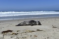 米カリフォルニア州ラグナビーチに漂着したアシカ（2015年3月30日撮影）。(c)AFP/ROBYN BECK