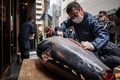 東京・豊洲市場での初競りを終え、銀座の飲食店で落札したマグロを解体する仲卸「やま幸」の山口幸隆社長（2021年1月5日撮影）。(c)Philip FONG / AFP