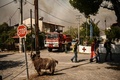 山火事に見舞われたギリシャ・アルカネスで、救助され柱につながれたヤギ（2023年8月23日撮影）。(c)Angelos Tzortzinis / AFP