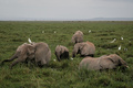 ケニア・アンボセリ国立公園のゾウ（2022年6月23日撮影、資料写真）。(c)Yasuyoshi CHIBA / AFP