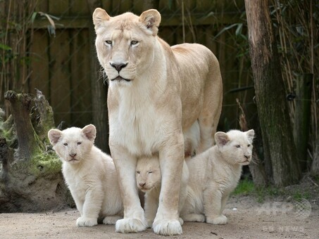 YellowKorner Laurent Baheu 2頭の雌ライオンの抱擁 ほのぼのホワイトライオン一家、仏動物園 写真20枚 国際ニュース