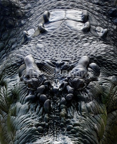 10歳少女ワニに食べられる、父親の目前で インドネシア 写真1枚 国際