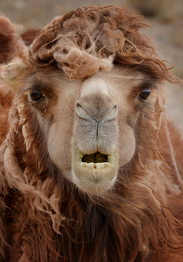 ゴビ砂漠のラクダ、猛暑も極寒も平気