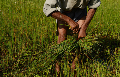 インドで男性斬首事件、豊作祈願のいけにえか