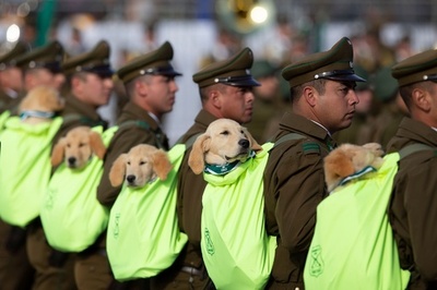 「どんな捜査も任せて…？」 警察犬の卵、担がれて軍事パレード参加