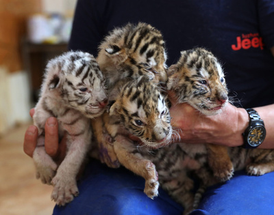 四つ子のベンガルトラの赤ちゃん誕生、1頭はホワイト 山東省