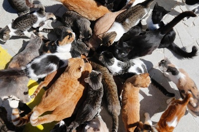 キプロスで野良猫爆増、緊縮政策で不妊手術予算削られ