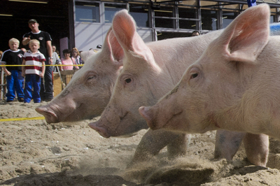 カーブを走り抜けるブタたち、スイス