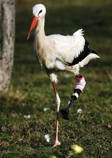 片脚けがしたコウノトリに「義足」手術、ドイツ