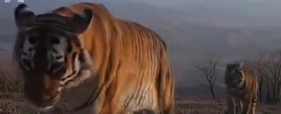 中国の野生東北虎は60頭超 個体群は安定的に増加