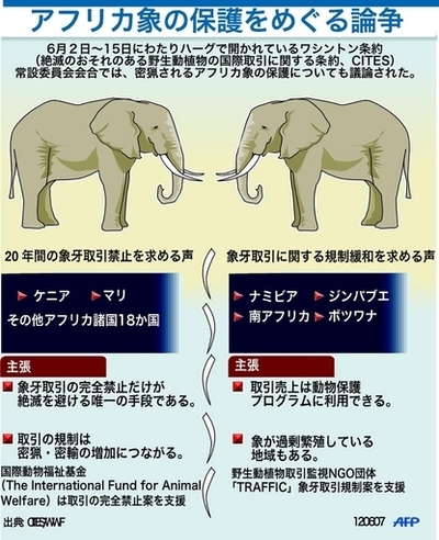 密猟により絶滅が懸念されるアフリカ象、象牙取引規制をめぐり意見分かれる