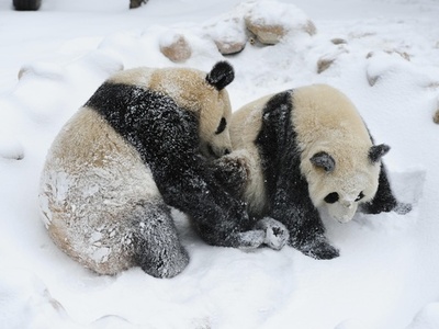 雪だいすき！ 大はしゃぎの長春のパンダ姉妹