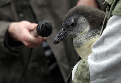ケープペンギンの赤ちゃん、初めての冬 ブダペスト