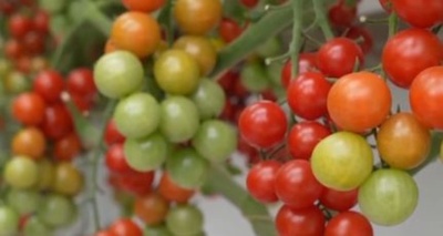 宇宙科学技術は人々の生活に活用 中国