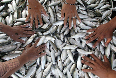 刺激的な香りの発酵調味料づくり - カンボジア