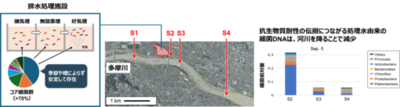 【東京農業大学（共同研究）】下水処理から多摩川へ：細菌たちの「役割」と「ゆくえ」を解明
