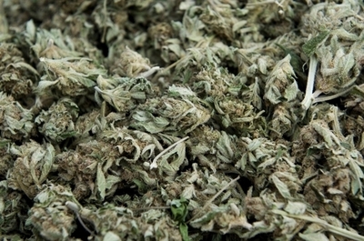 負債に苦しむスペインの村、大麻栽培用地を貸し出しへ