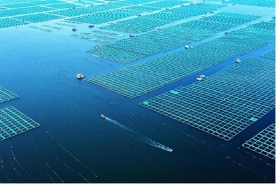 中国は海洋牧場の建設に注力