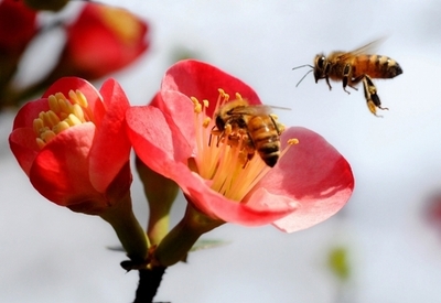 世界的なハチの大量死、原因は複合的 国際獣疫事務局