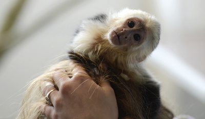 ペット没収のJ・ビーバーさん、引き取り期限は「4週間」と独当局