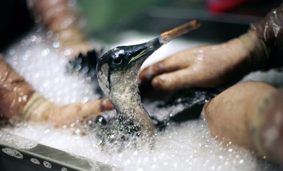 貨物船から流出した原油で海洋汚染、RSPCAがウミバトを保護 - 英国