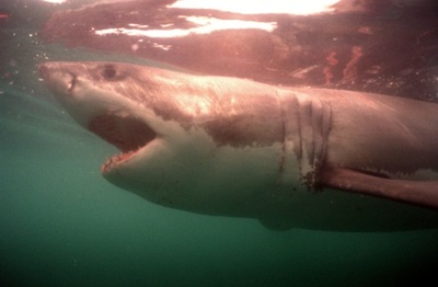 ホオジロザメ、南アの海で絶滅の危機に 調査