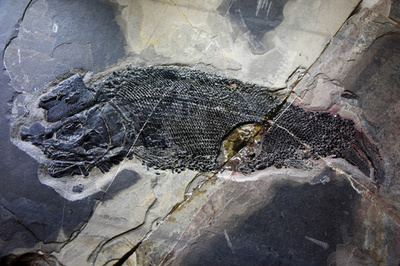 中国雲南省で2億4400万年前の魚の化石を発見