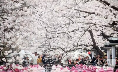 韓国・各地で春の花がみごろ…ソウルは4月10日前後に桜が満開