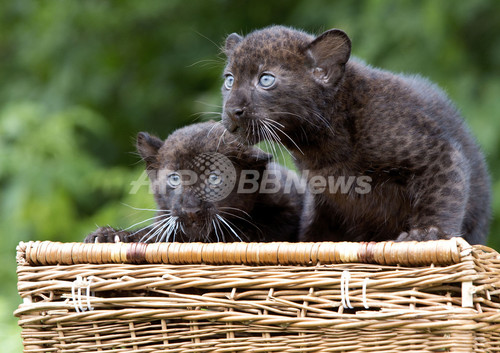 ベルリンの動物園でクロヒョウの双子が誕生 写真13枚 ファッション ニュースならmode Press Powered By Afpbb News