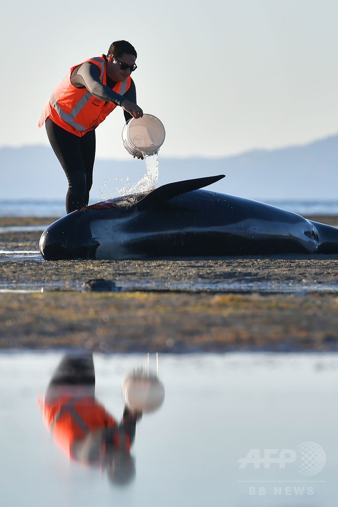 浜辺にクジラ400頭以上打ち上げ NZ「過去最大規模」