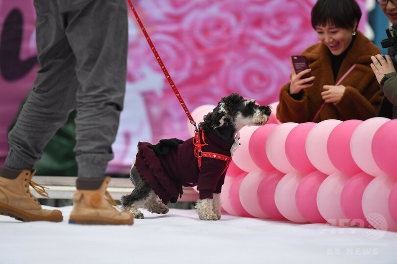 戌（いぬ）年の主役たちがランウェイに　成都でファッションショー開催