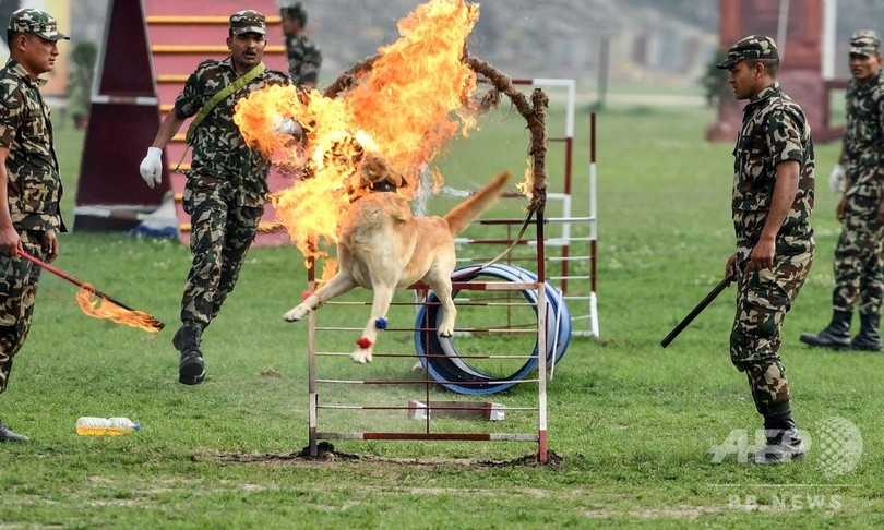 ネパール軍の馬の祭り ゴーダ ジャトラ 犬の火の輪くぐりも 写真18枚 国際ニュース Afpbb News