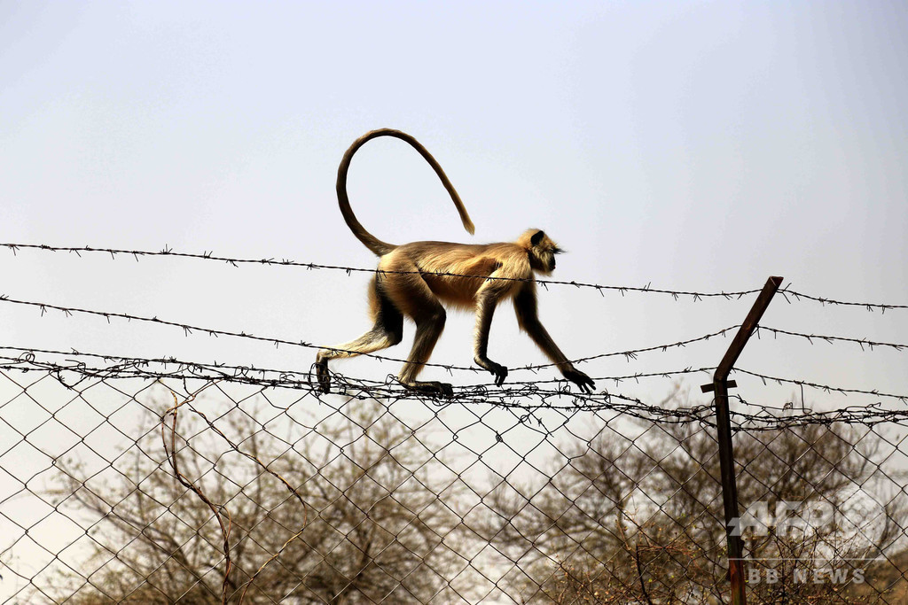 絶滅危機のサル食べる動画を生配信、男6人を逮捕 ベトナム 絶滅危機のサル食べる動画を生配信、男6人を逮捕 ベトナム