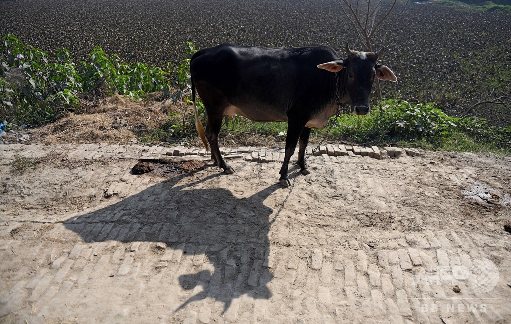 聖なる 牛の皮を剥いだ男性を殺害 ヒンズー教徒の自警団 インド 写真1枚 国際ニュース Afpbb News