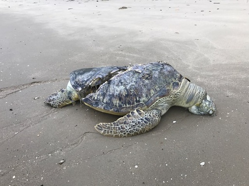 希少カメの死骸発見、スクリューで甲羅割れたか シンガポール 写真6枚