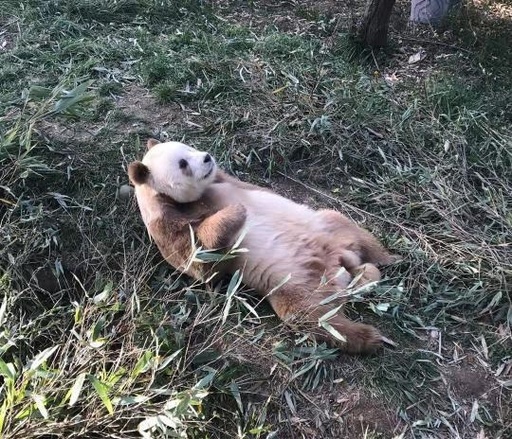 世界唯一の茶色パンダ「七仔」が養子に、米国の非営利団体が養親 写真4枚 国際ニュース：AFPBB News