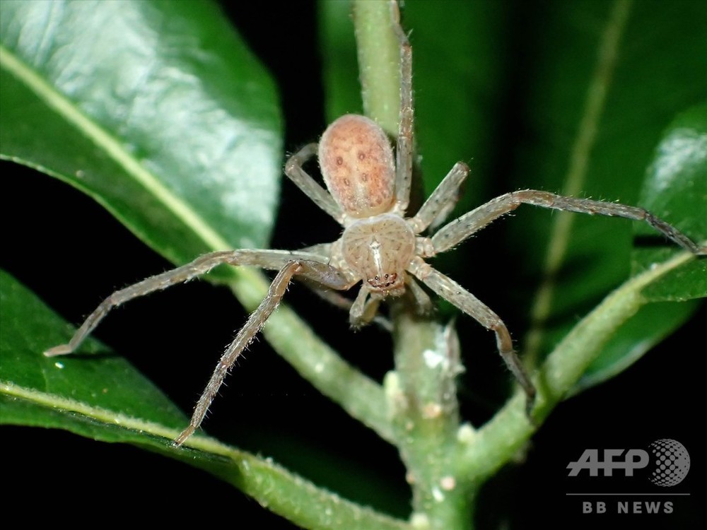 マダガスカルのクモ新属 グレタさんにちなみ命名 ドイツ人学者 写真3枚 国際ニュース Afpbb News