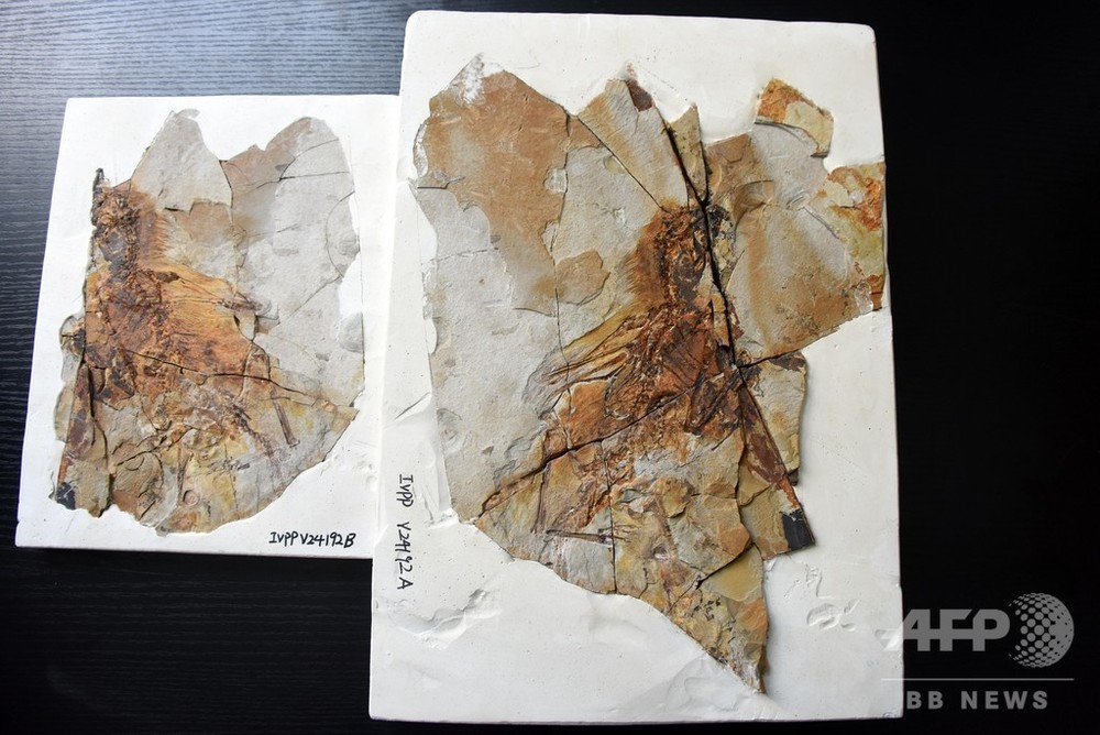 1.6億年前のコウモリのような翼持つ恐竜の化石 遼寧省で発見 写真3枚